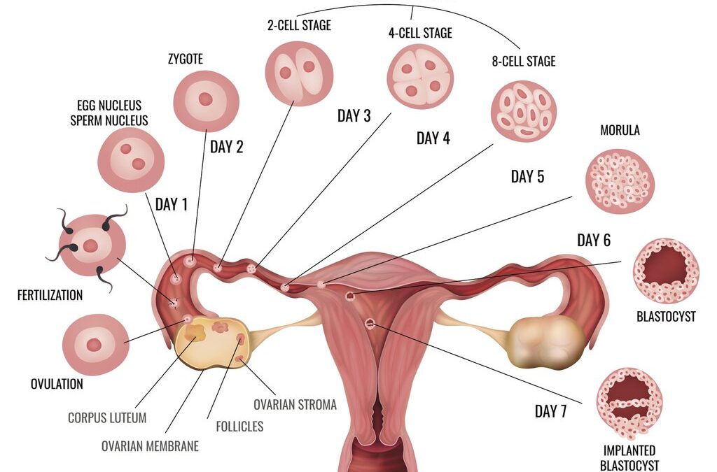 The fertile period is five days per month, culminating on the day of  ovulation. - Dr Bassel Noah