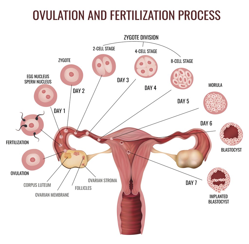 Weeks 1-3 of Pregnancy  Ovulation, Fertilisation & Conception